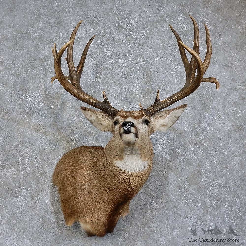 Mule Deer Shoulder Mount For Sale #15736 @ The Taxidermy Store