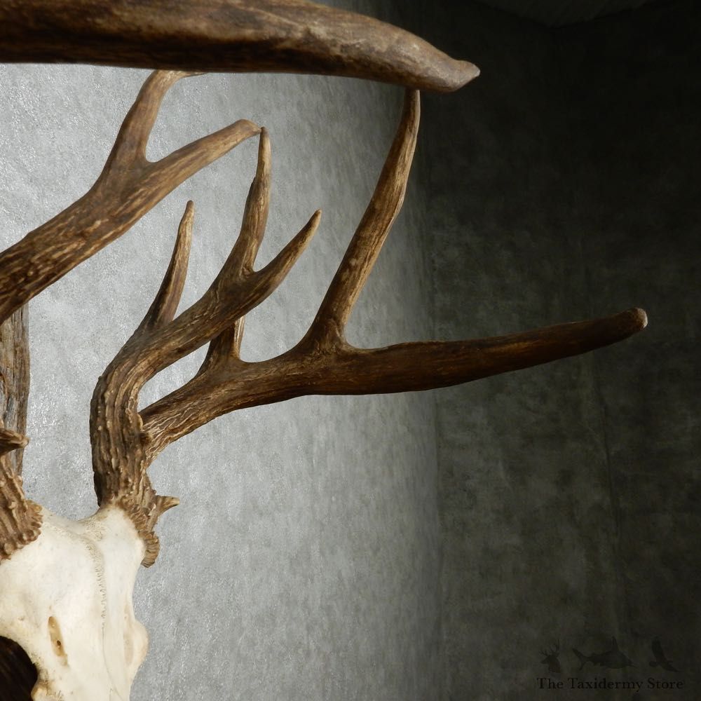 Whitetail Deer Quad Main Beam Antler Mount For Sale #14009 @ The Taxidermy Store