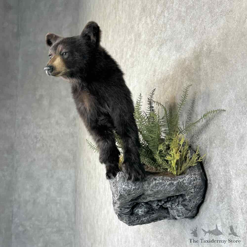 Black Bear Cub Life-Size Mount For Sale #31354 @ The Taxidermy Store