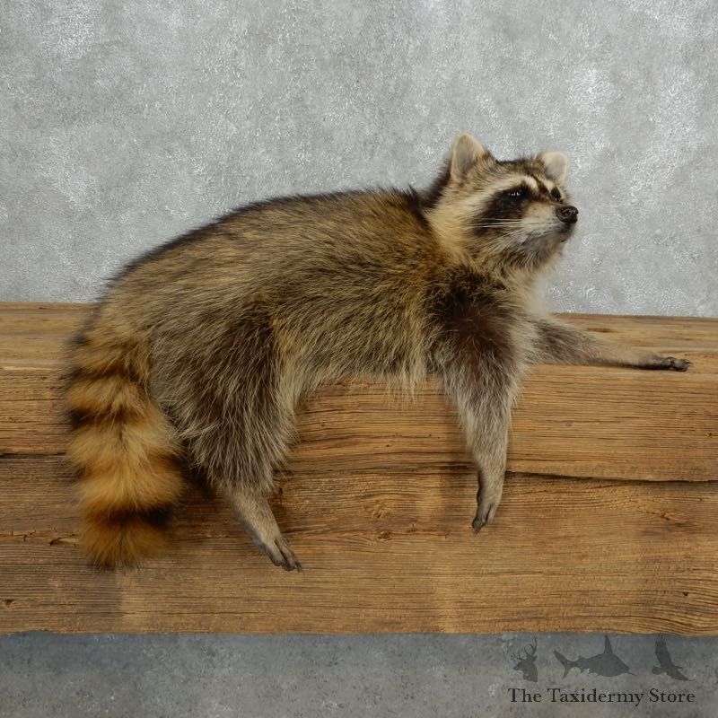 Raccoon Life-Size Mount For Sale #18138 @ The Taxidermy Store