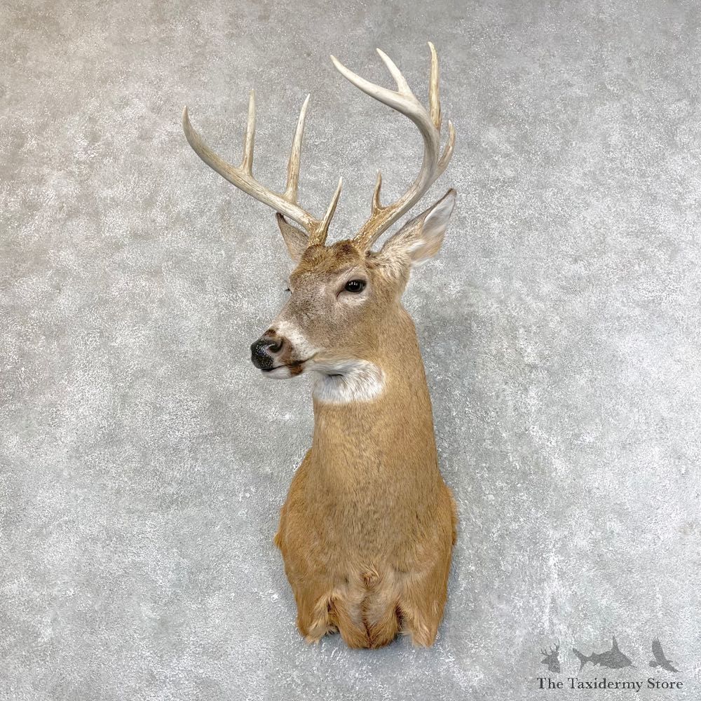 Whitetail Deer Shoulder Mount #24519 For Sale - The Taxidermy Store