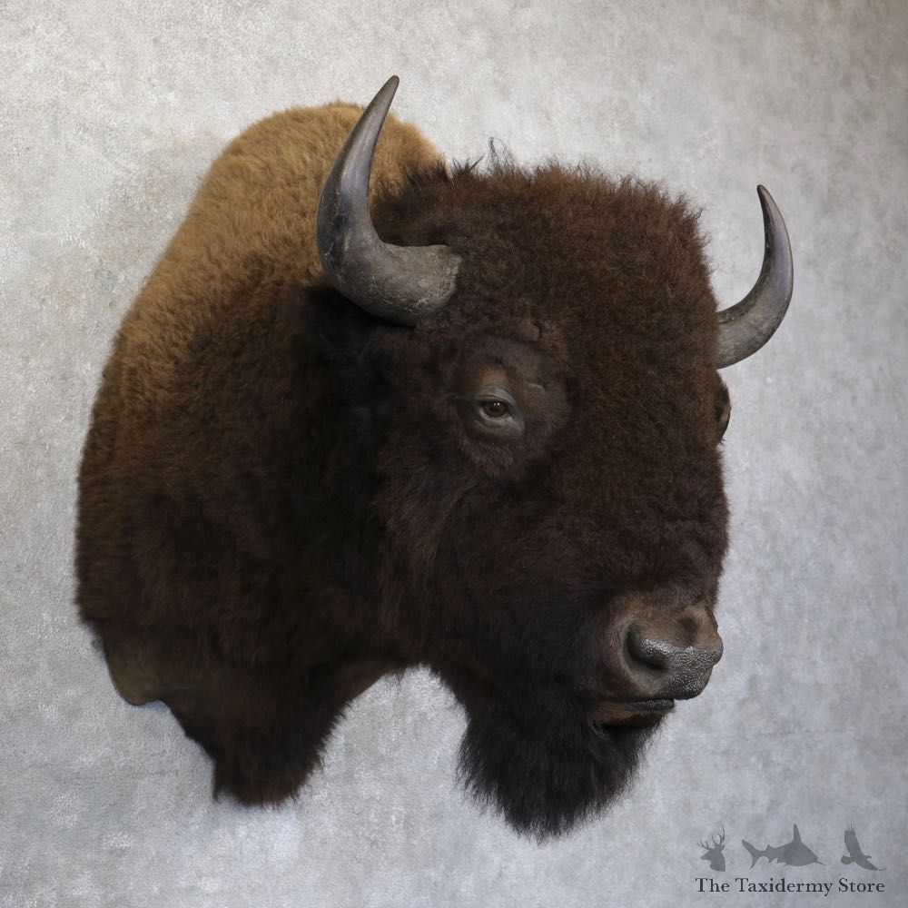 American Bison Shoulder Mount For Sale #22742 @ The Taxidermy Store
