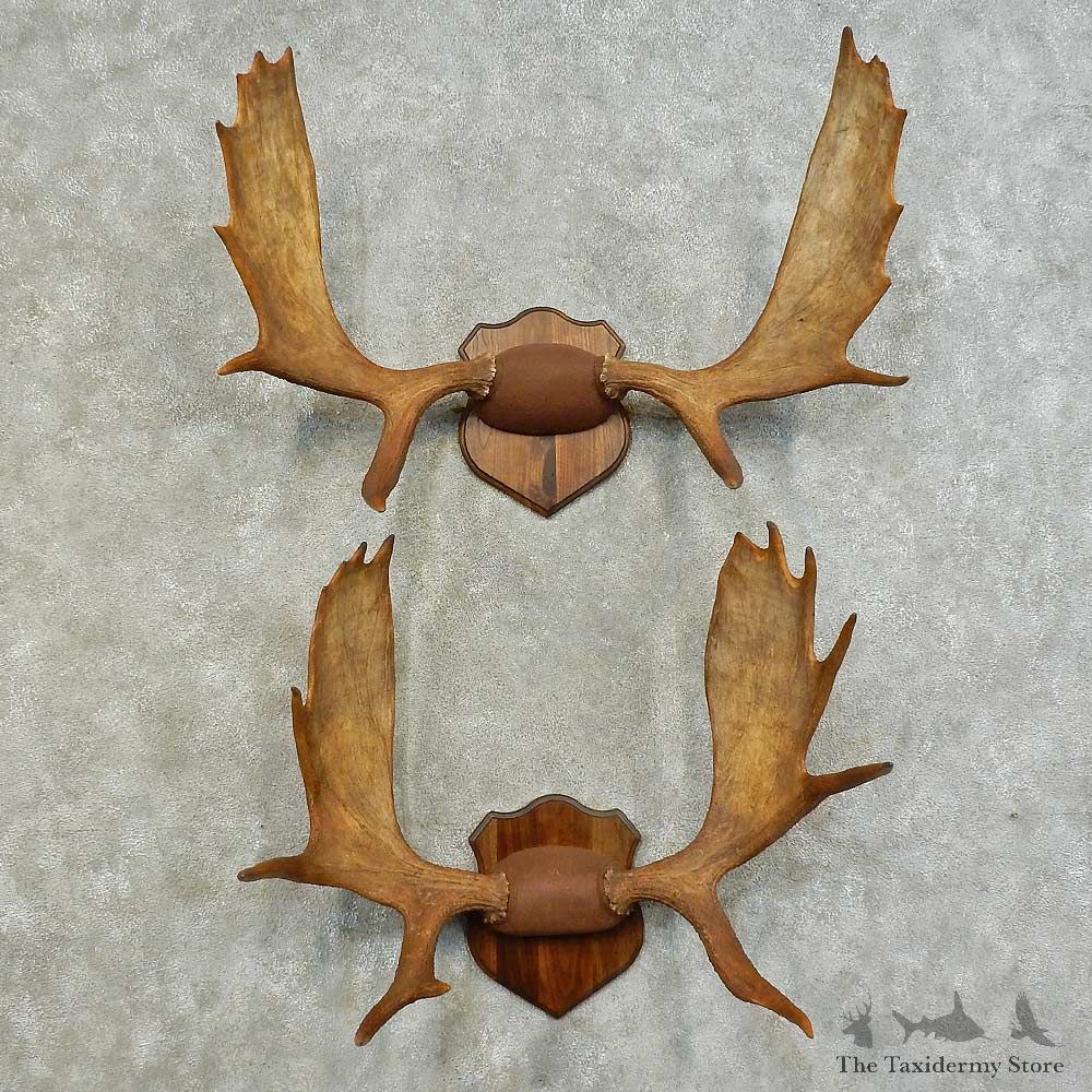Moose Antler Plaque Pair Mount For Sale #16394 @ The Taxidermy Store