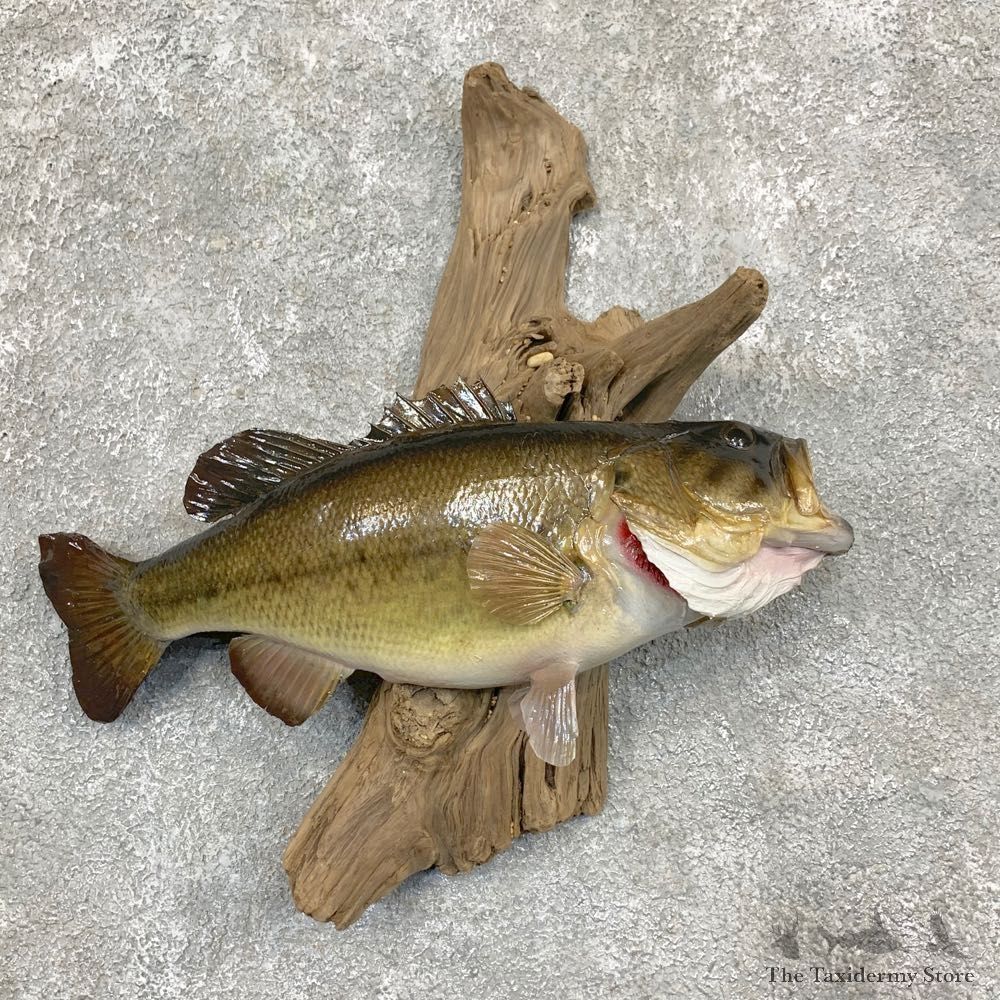 Largemouth Bass Fish Mount For Sale #22378 @ The Taxidermy Store