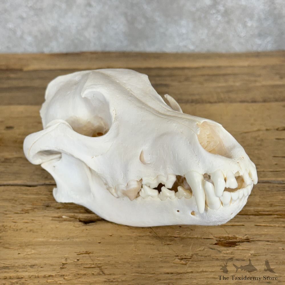 Alaskan Gray Wolf Full Skull For Sale #28937 @ The Taxidermy Store