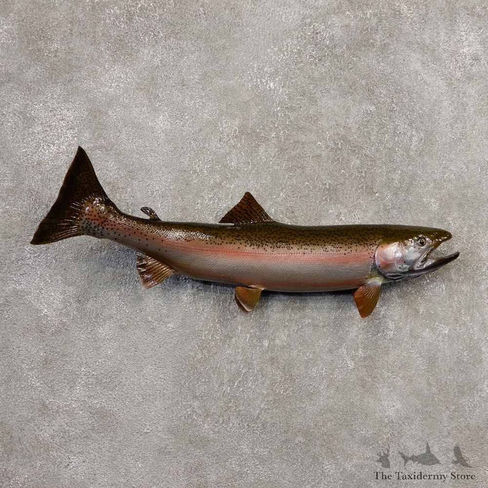 Rainbow Trout Fish Mount For Sale #20344 @ The Taxidermy Store