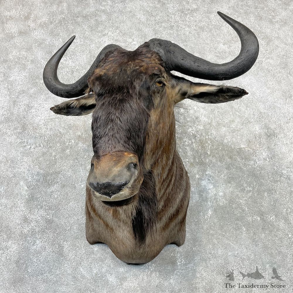 Blue Wildebeest Shoulder Mount For Sale #269556 @ The Taxidermy Store
