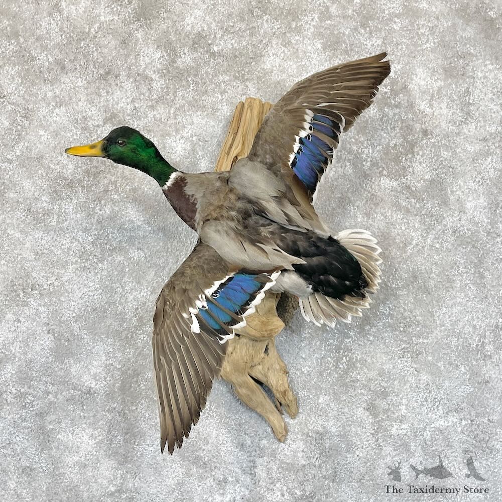Mallard Duck Drake Mount For Sale #28327 @ The Taxidermy Store