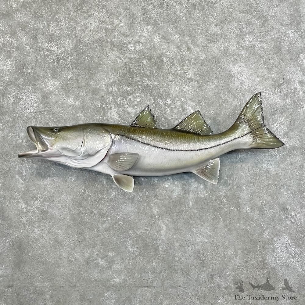 Common Snook Fish Mount For Sale #27701 @ The Taxidermy Store