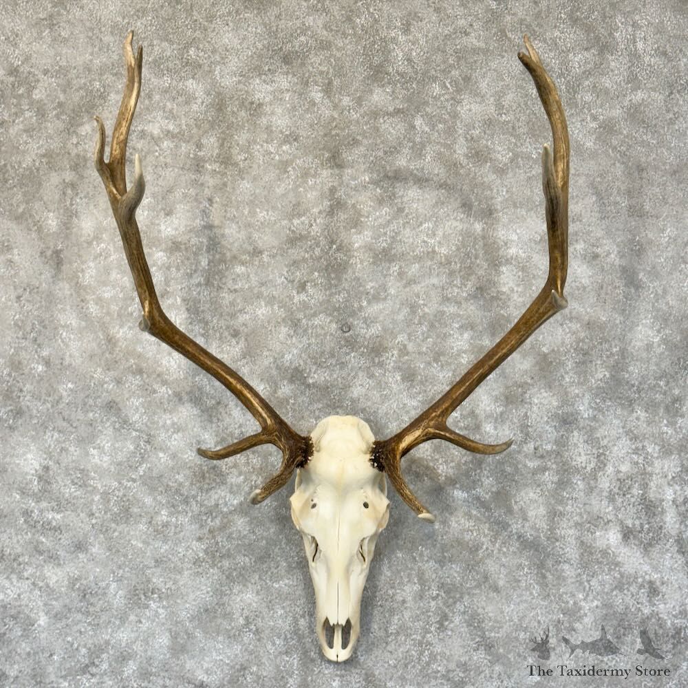 Rocky Mountain Elk Skull European Mount For Sale #28786 @ The Taxidermy Store