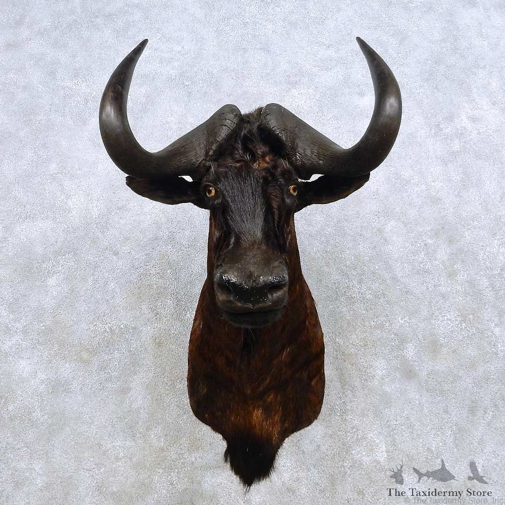Black Wildebeest Shoulder Mount For Sale #14261 @ The Taxidermy Store