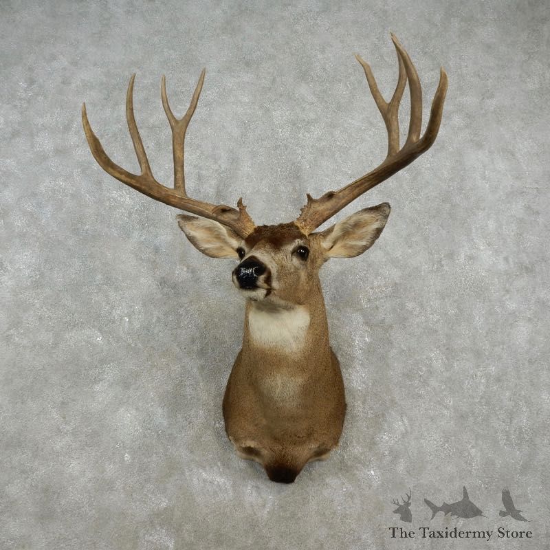 Mule Deer Shoulder Mount For Sale #17354 @ The Taxidermy Store