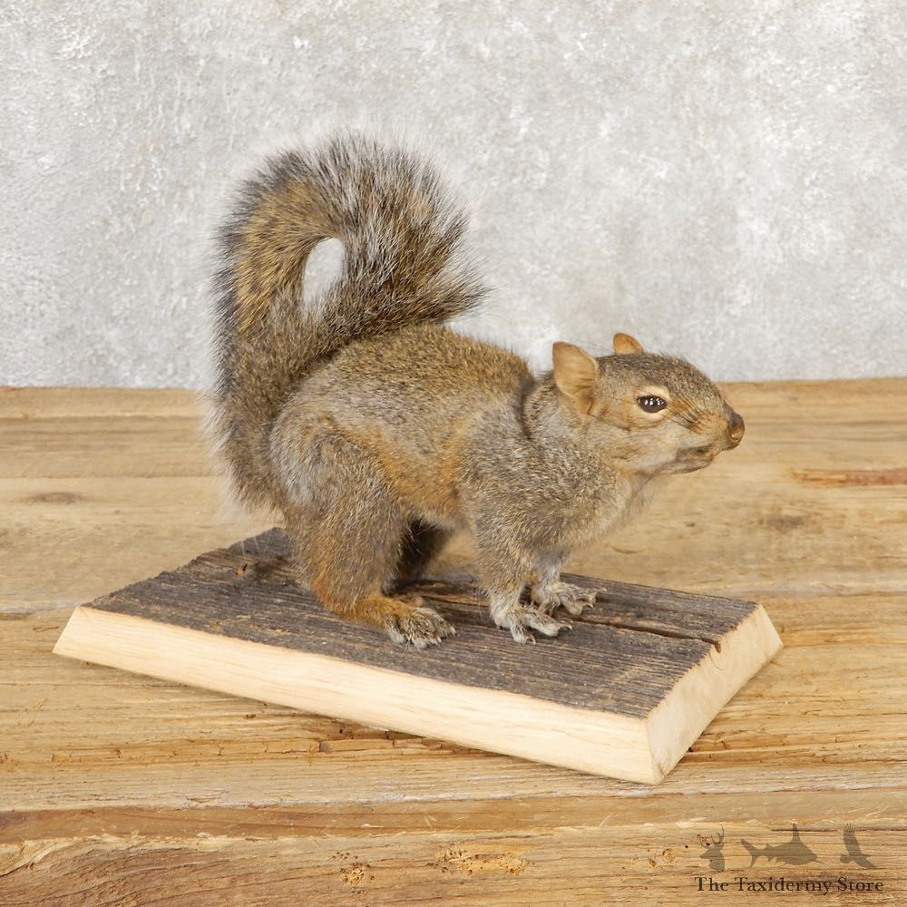 Grey Squirrel Life-Size Mount For Sale #20817 @ The Taxidermy Store
