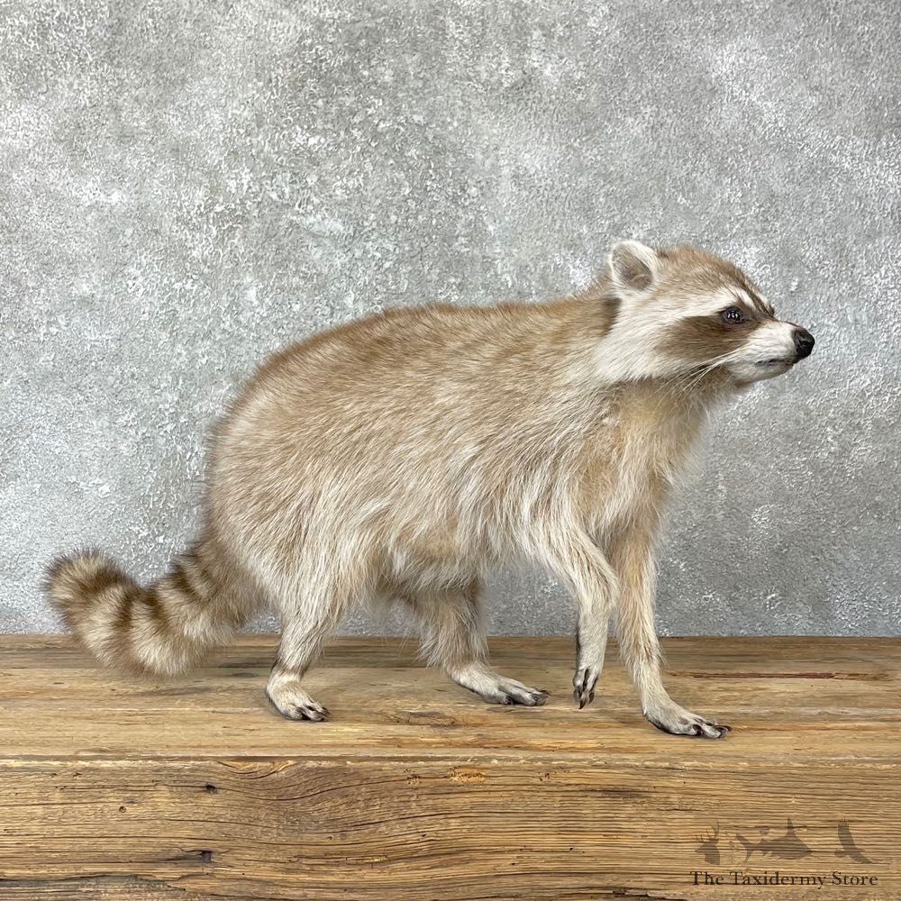 Raccoon Life-Size Mount For Sale #24697 @ The Taxidermy Store