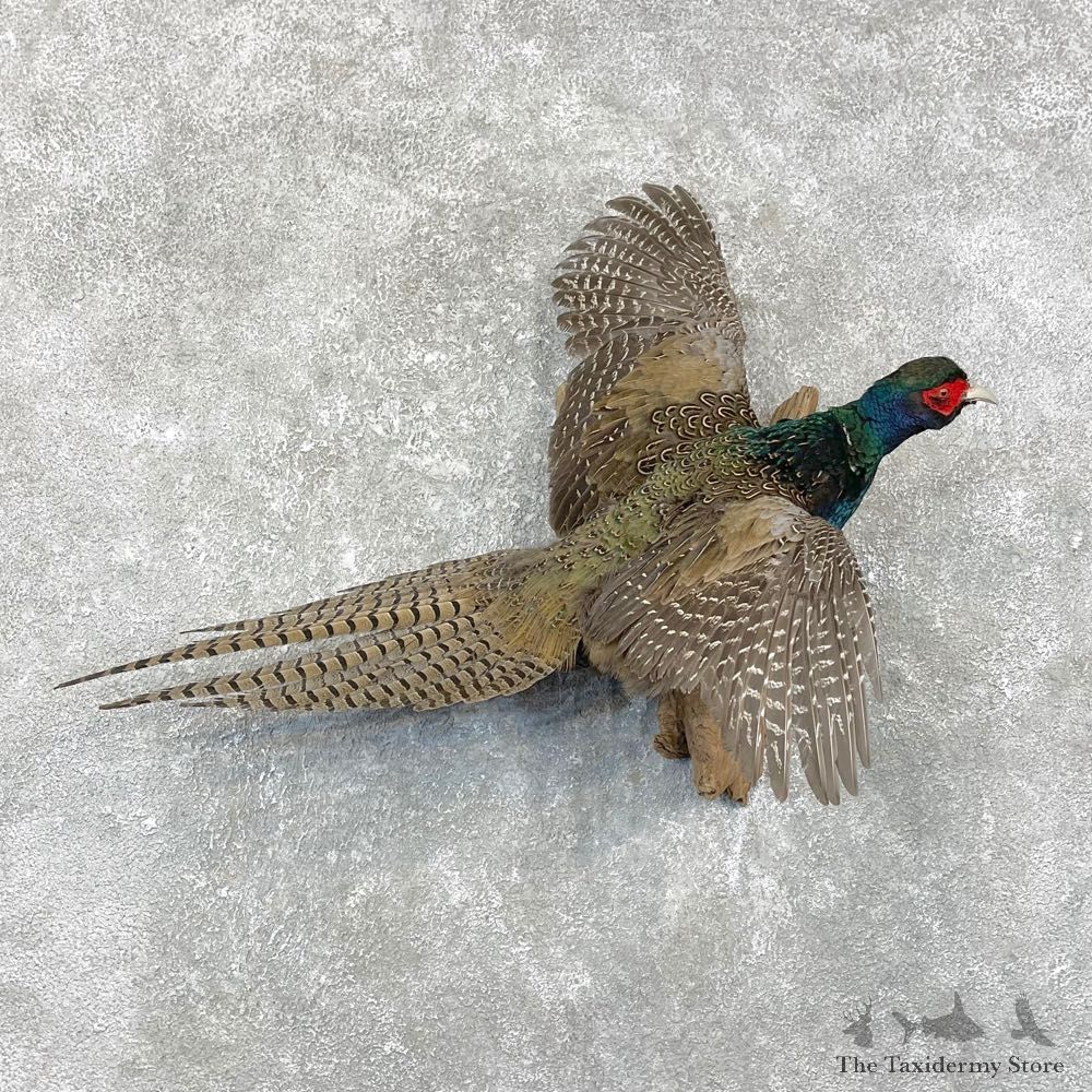 Green Pheasant Taxidermy Mount #24780 For Sale @ The Taxidermy Store