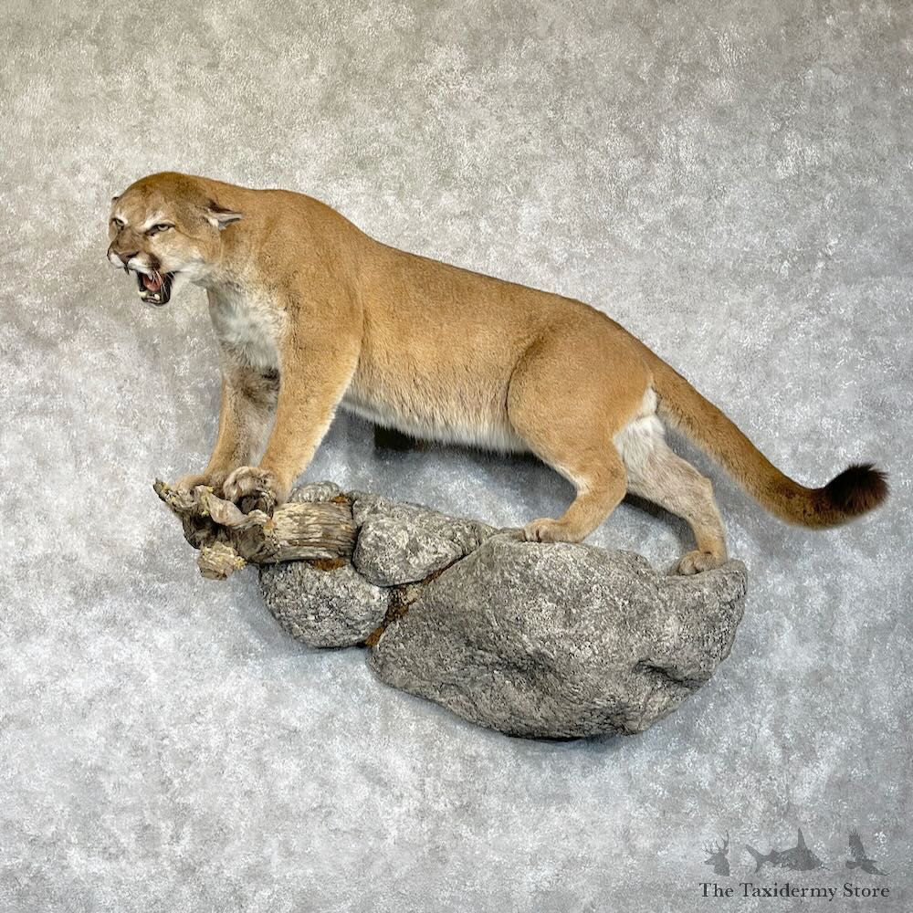 Mountain Lion Life-Size Mount For Sale #28543 @ The Taxidermy Store