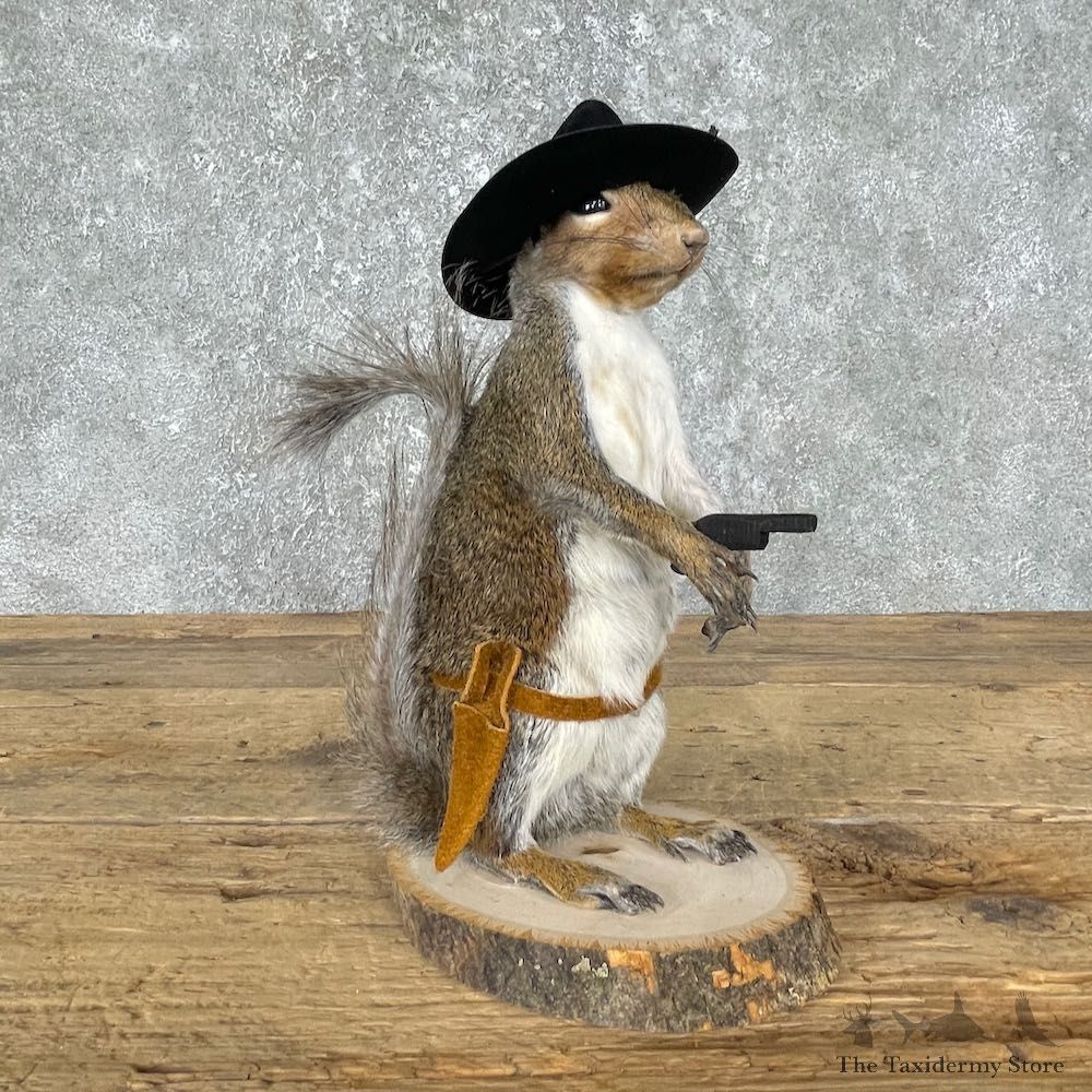 Cowboy Squirrel Novelty Mount For Sale #25539 - The Taxidermy Store