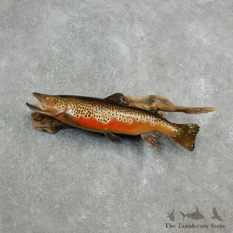 Brown Trout Fish Mount For Sale #17804 @ The Taxidermy Store