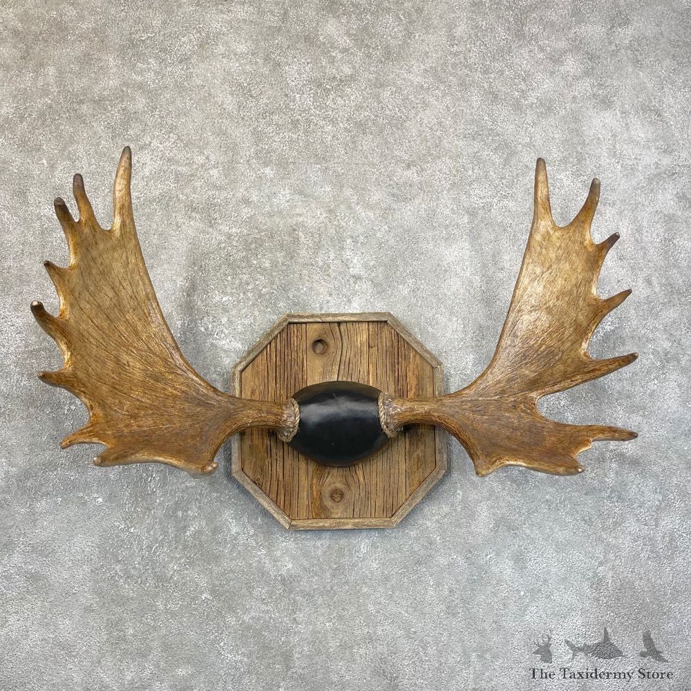 Shiras Moose Antler Plaque For Sale #24594 @ The Taxidermy Store