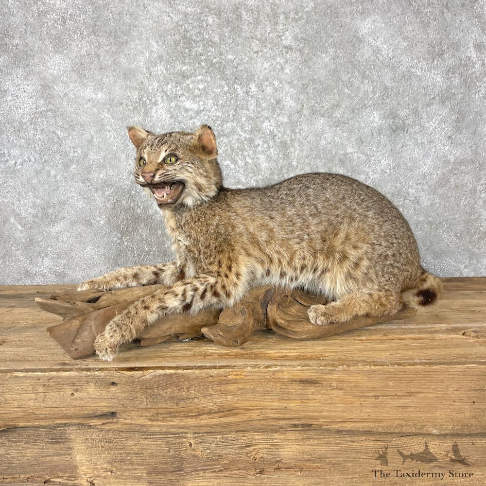 Bobcat Life-Size Mount For Sale #26975 @ The Taxidermy Store