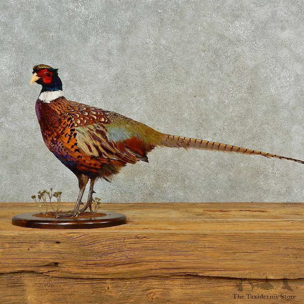Ringneck Pheasant Bird Mount For Sale #16562 @ The Taxidermy Store