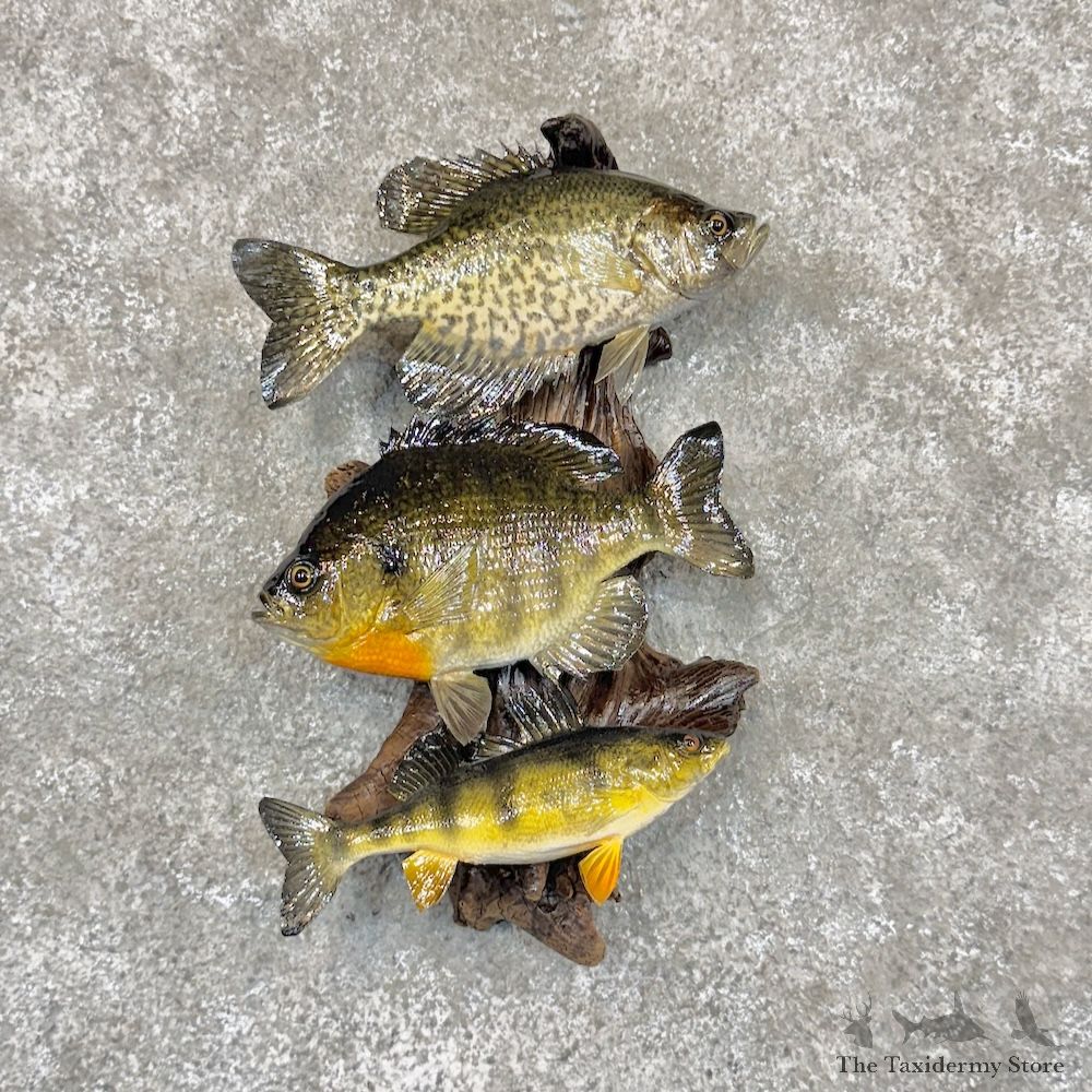 Panfish Scene Decor For Sale #30081 @ The Taxidermy Store