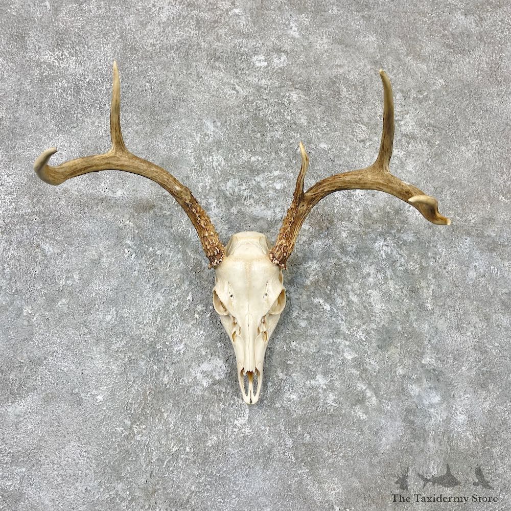 Whitetail Deer Skull European Mount For Sale #26984 @ The Taxidermy Store