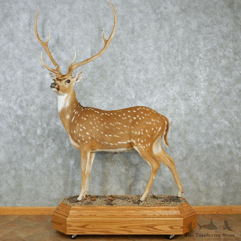 Axis Deer Standing Life Size Taxidermy Mount #12955 For Sale @ The Taxidermy Store