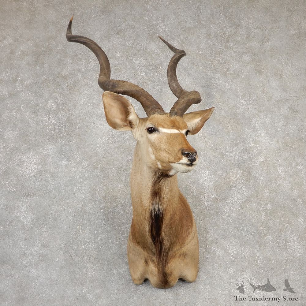 Greater Kudu Shoulder Mount For Sale #20514 @ The Taxidermy Store