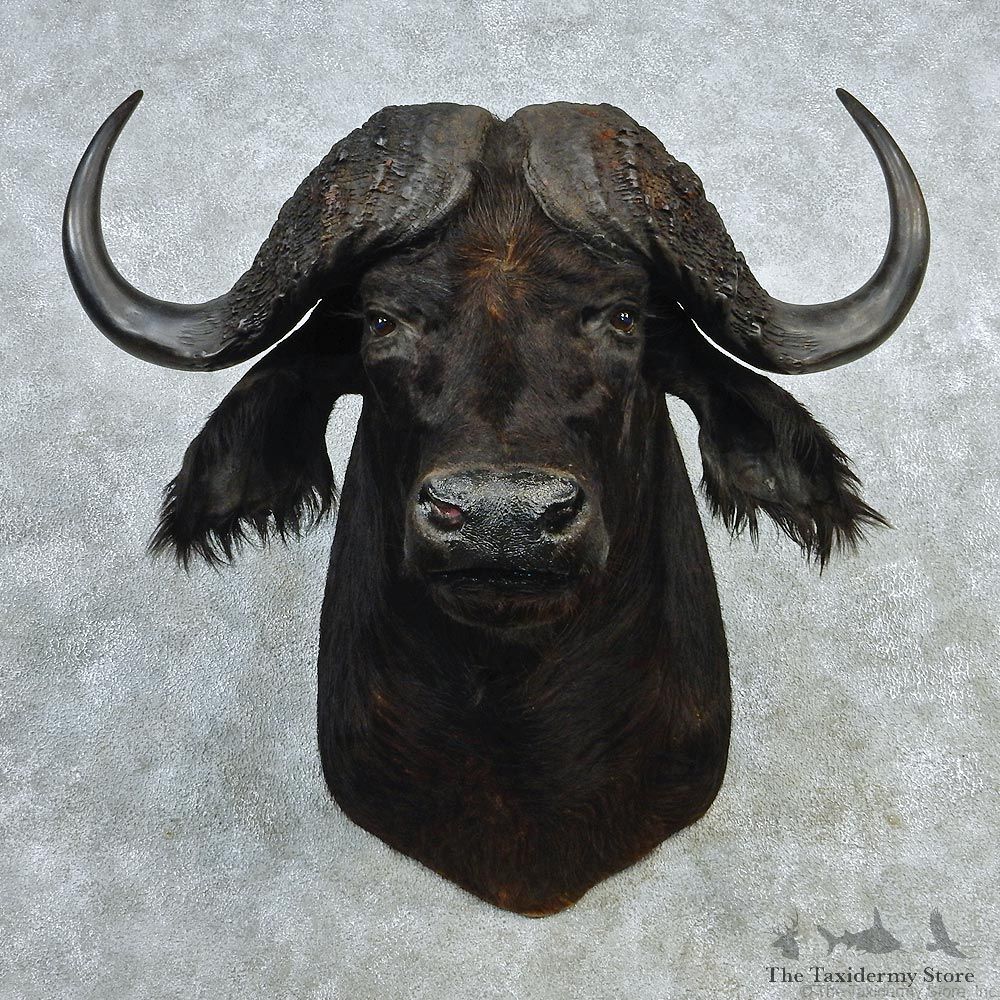 African Cape Buffalo Shoulder Taxidermy Head Mount #12706 For Sale @ The Taxidermy Store