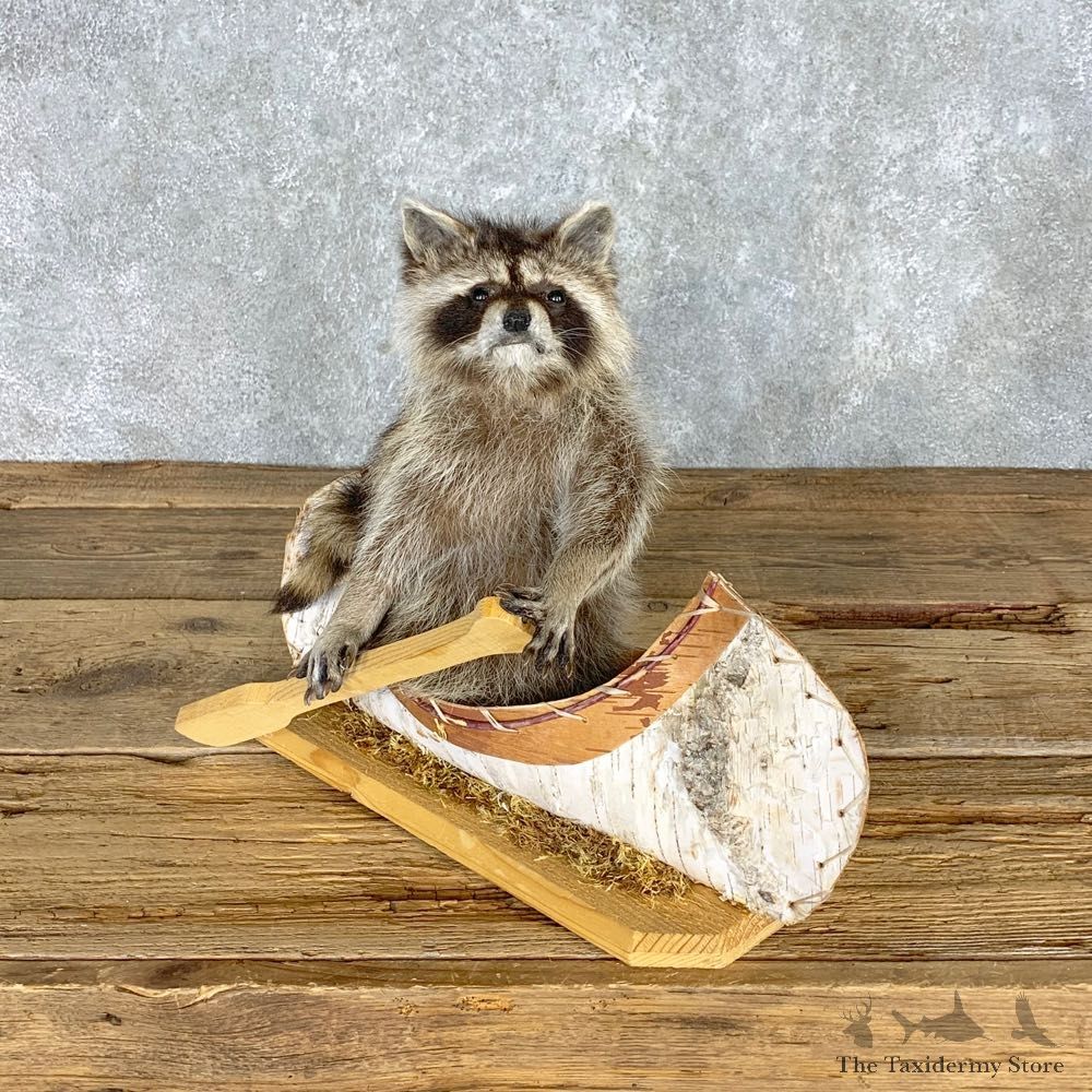Canoeing Raccoon Novelty Mount For Sale #22309 @ The Taxidermy Store