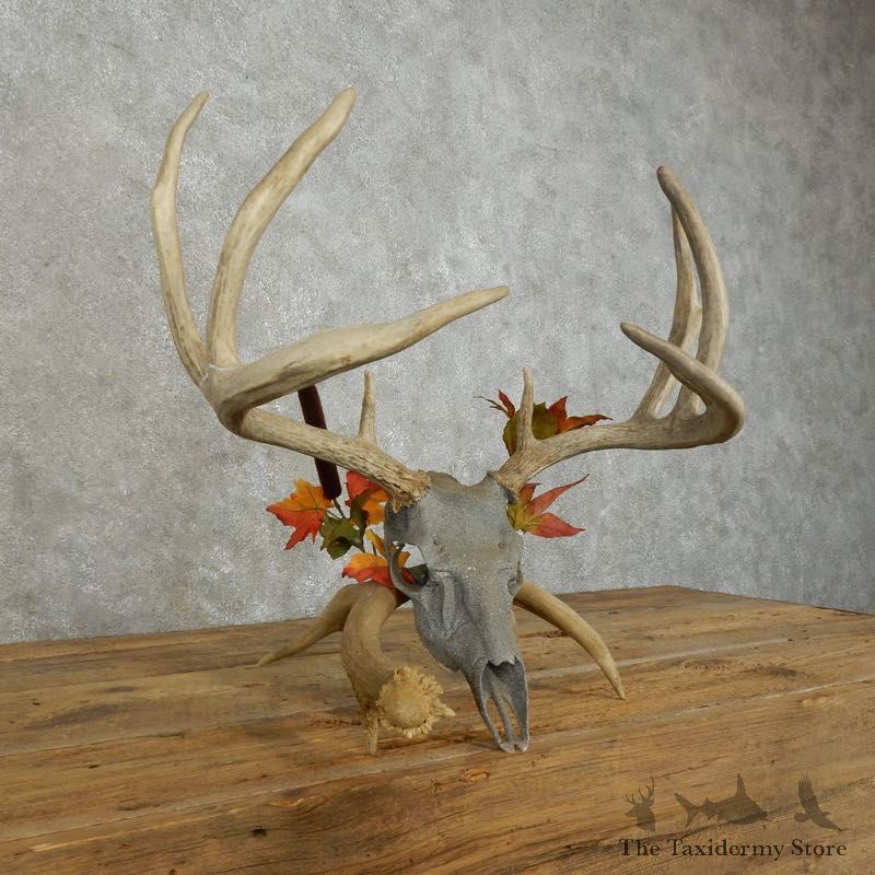 Whitetail Deer Skull European Mount For Sale #17392 @ The Taxidermy Store
