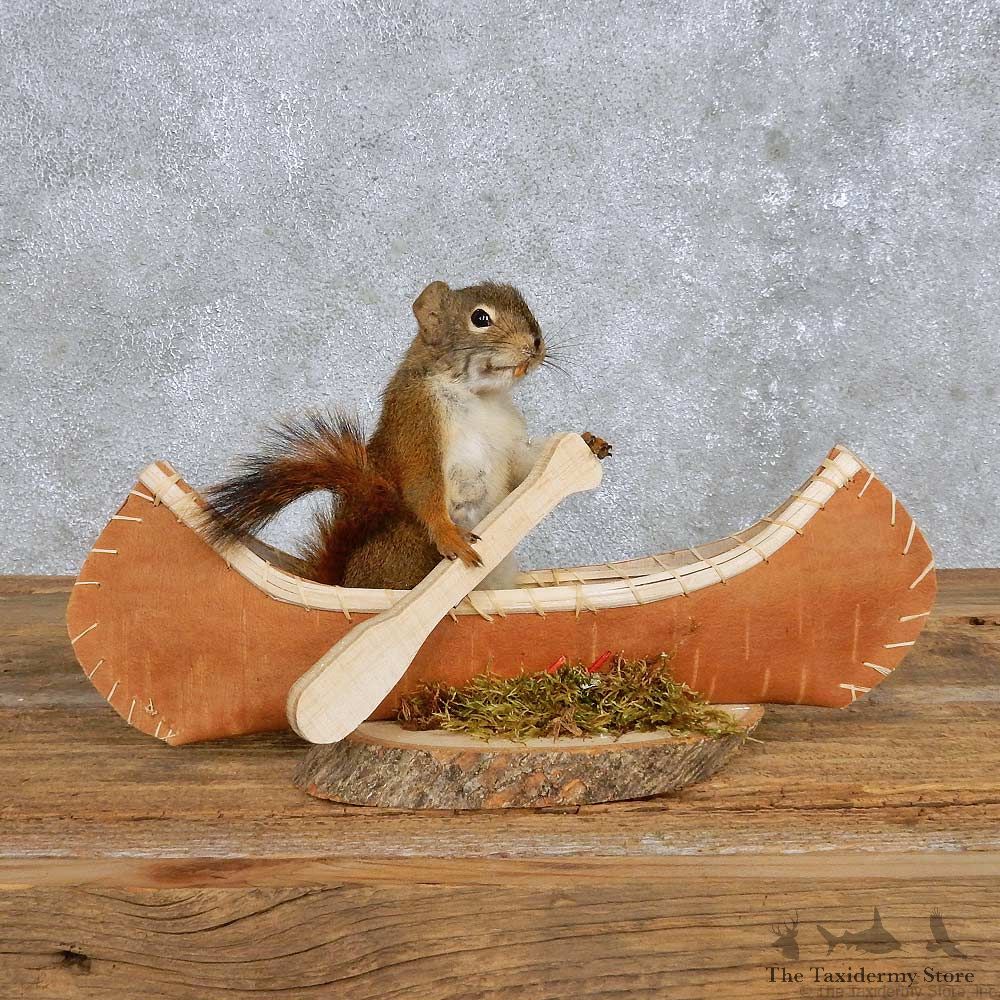 Novelty Canoe Squirrel Mount For Sale #14193 @ The Taxidermy Store