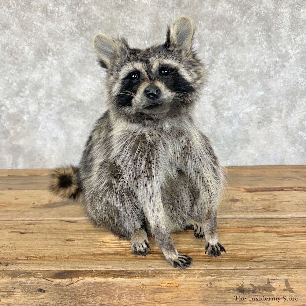Raccoon Life-Size Mount For Sale #29096 @ The Taxidermy Store