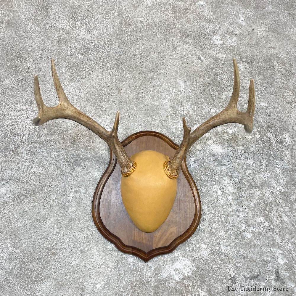 Whitetail Deer Antler Plaque Taxidermy Mount For Sale #26587 @ The Taxidermy Store