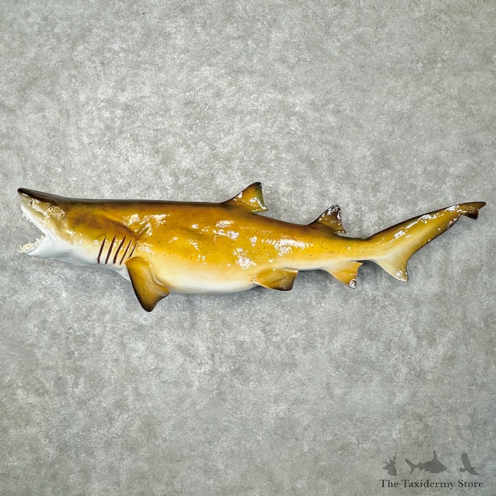 Sand Shark Reproduction Mount For Sale #29799 @ The Taxidermy Store