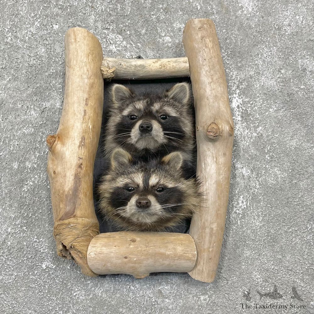 Double Raccoon Head Mount For Sale #24466 @ The Taxidermy Store