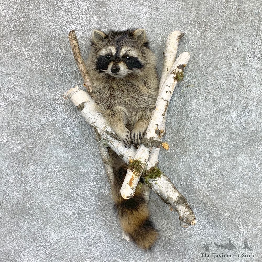 Raccoon Half Life-Size Mount For Sale #22464 @ The Taxidermy Store