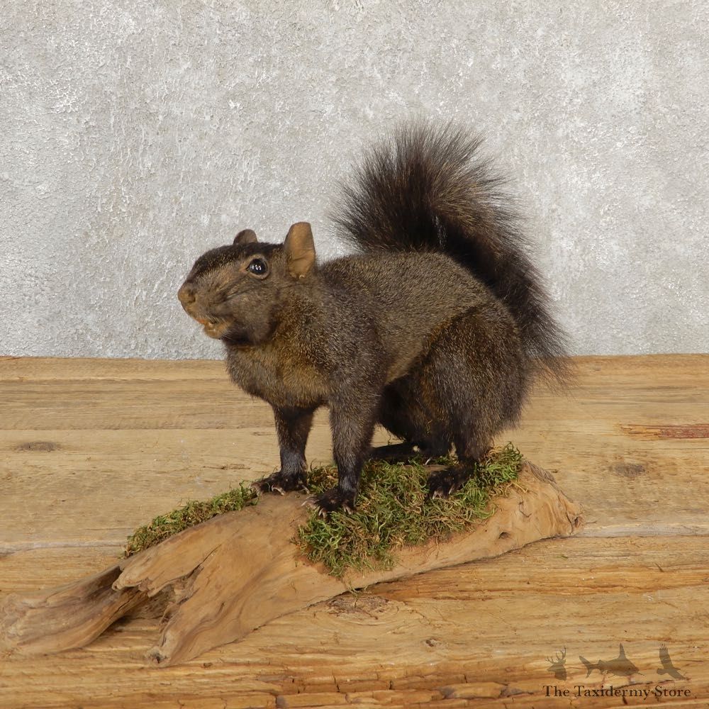 Black Squirrel Life-Size Mount For Sale #20814 @ The Taxidermy Store
