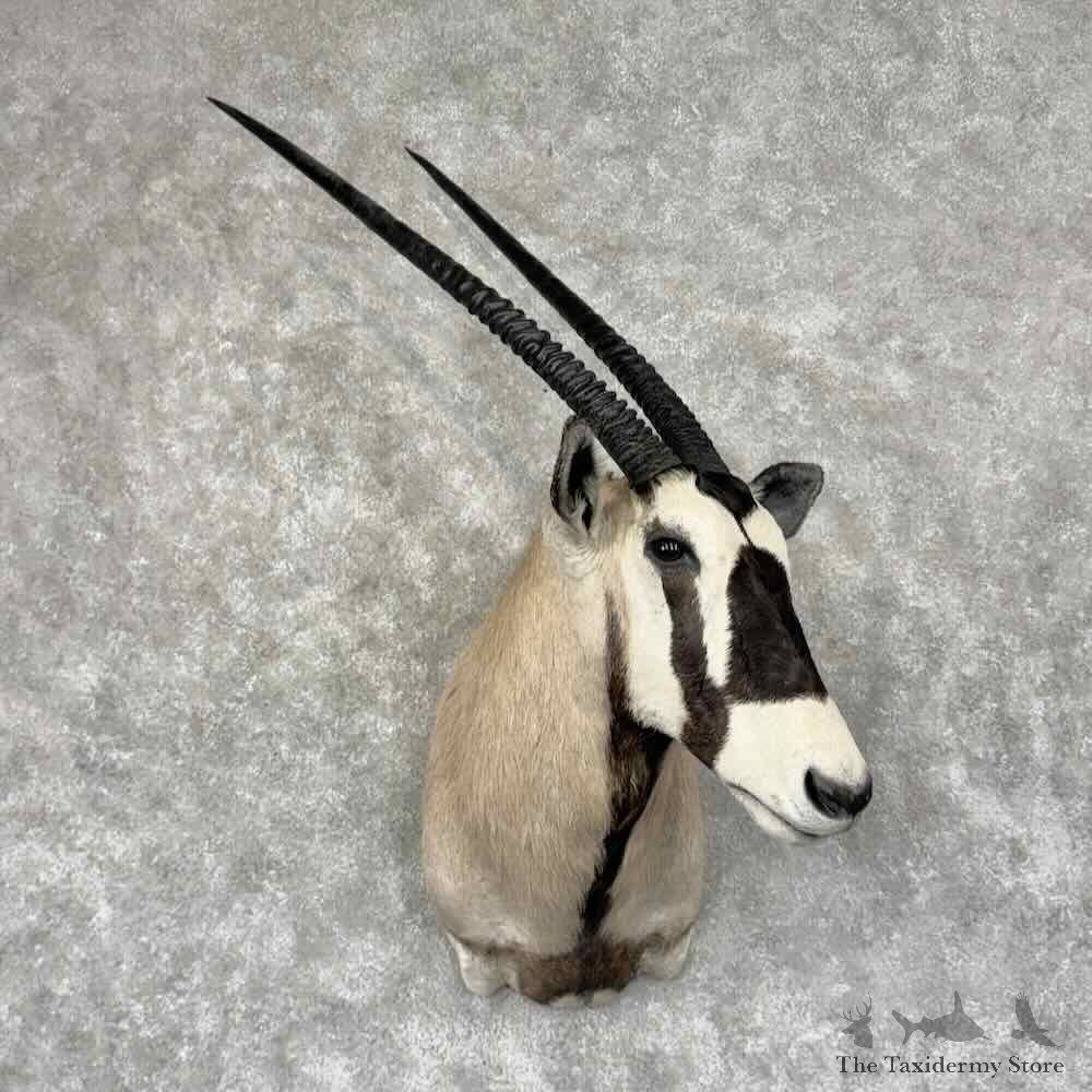 Gemsbok Oryx Shoulder Mount For Sale #32060 @ The Taxidermy Store
