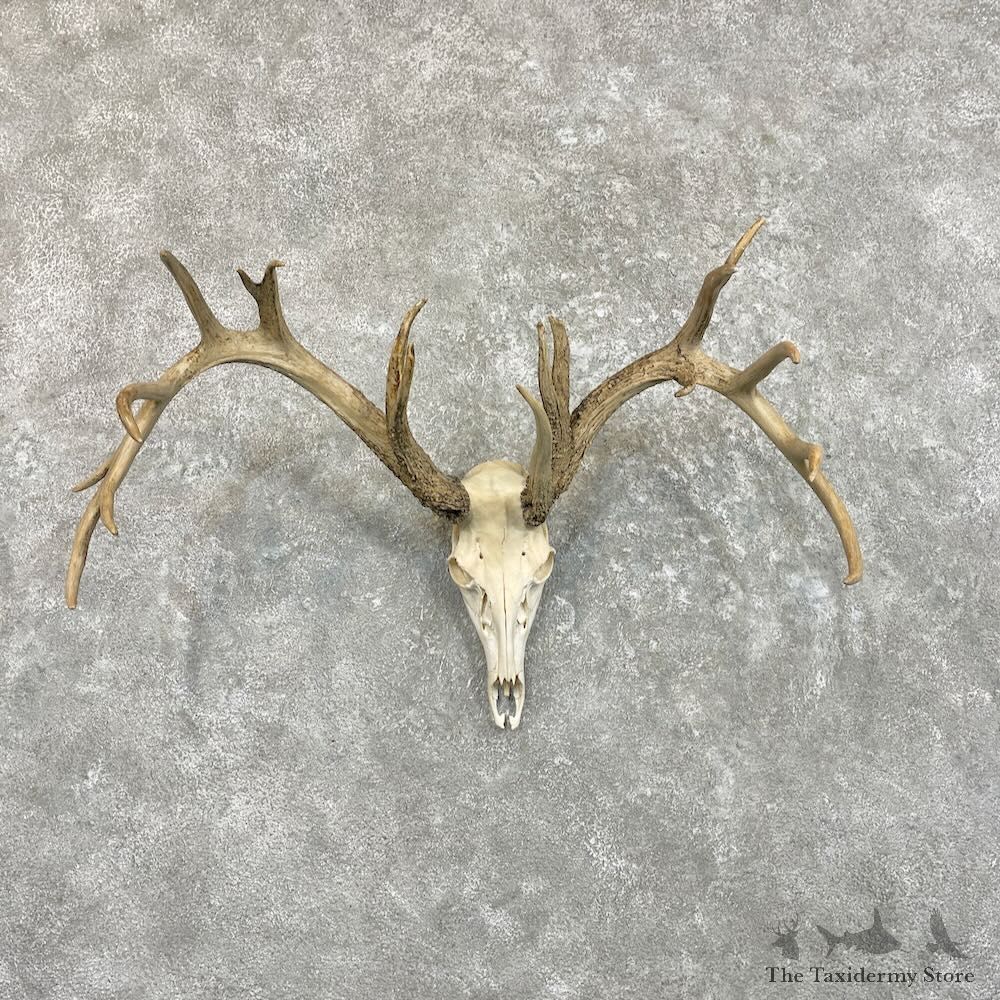 Whitetail Deer Skull European Mount For Sale #27491 @ The Taxidermy Store