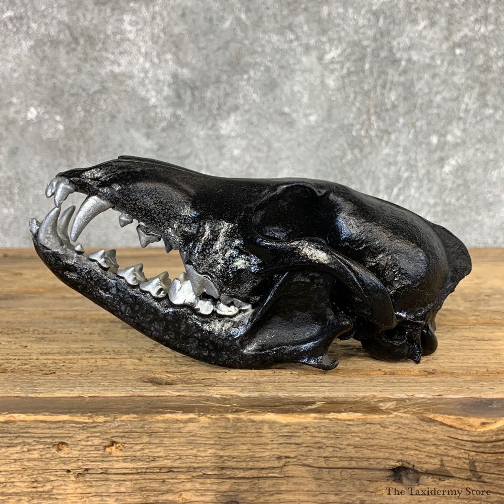 Coyote Full Skull Taxidermy Mount #21497 For Sale @ The Taxidermy Store