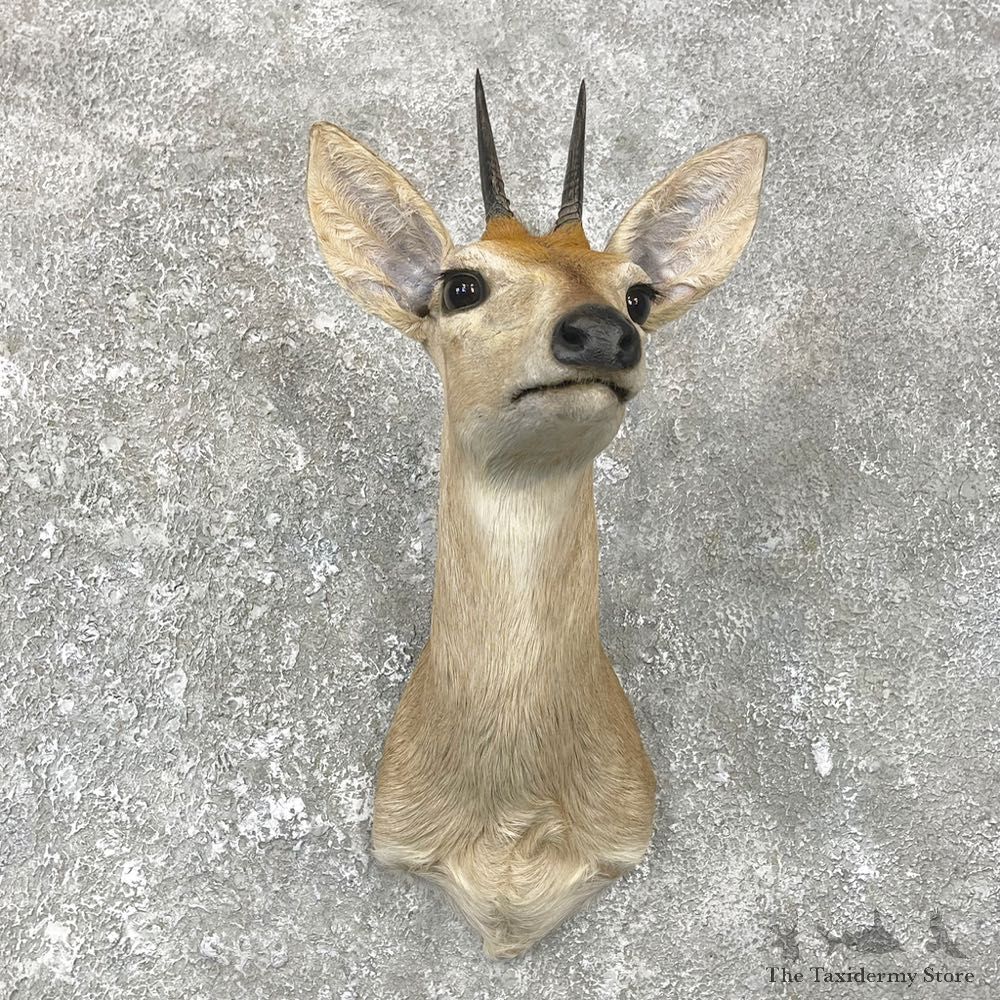 African Steinbok Taxidermy Shoulder Mount #25085 - The Taxidermy Store