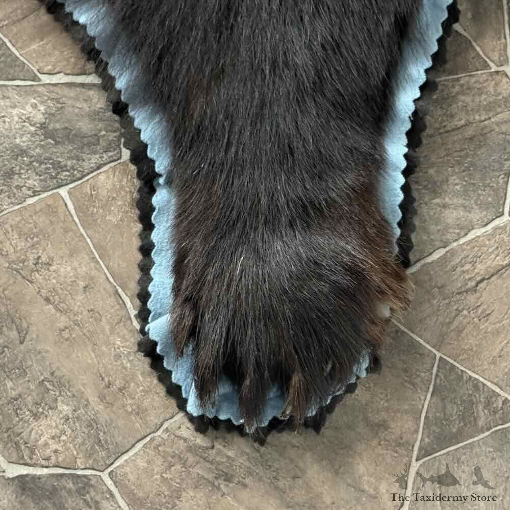 Black Bear Full-Size Rug For Sale #31034 @ The Taxidermy Store