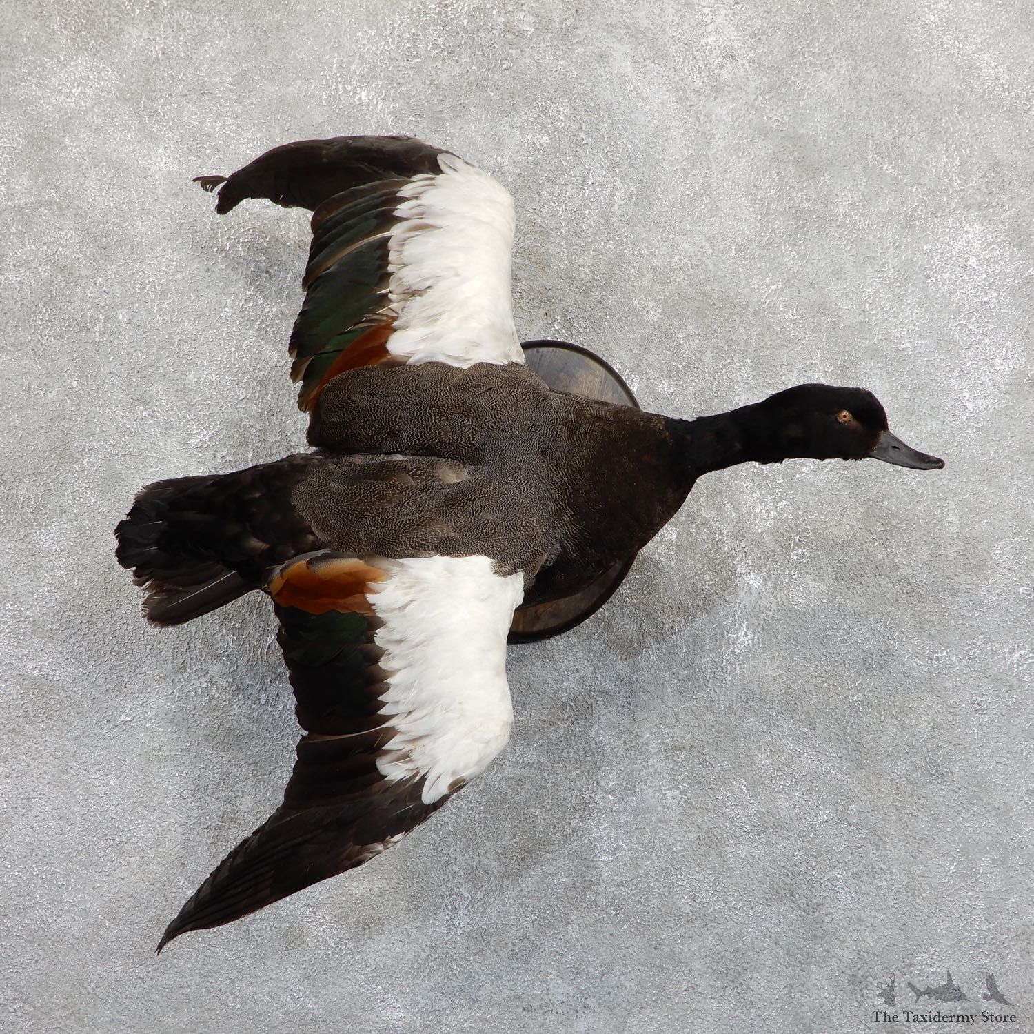 Paradise Shelduck Life Size Taxidermy Mount #19521 For Sale @ The Taxidermy Store