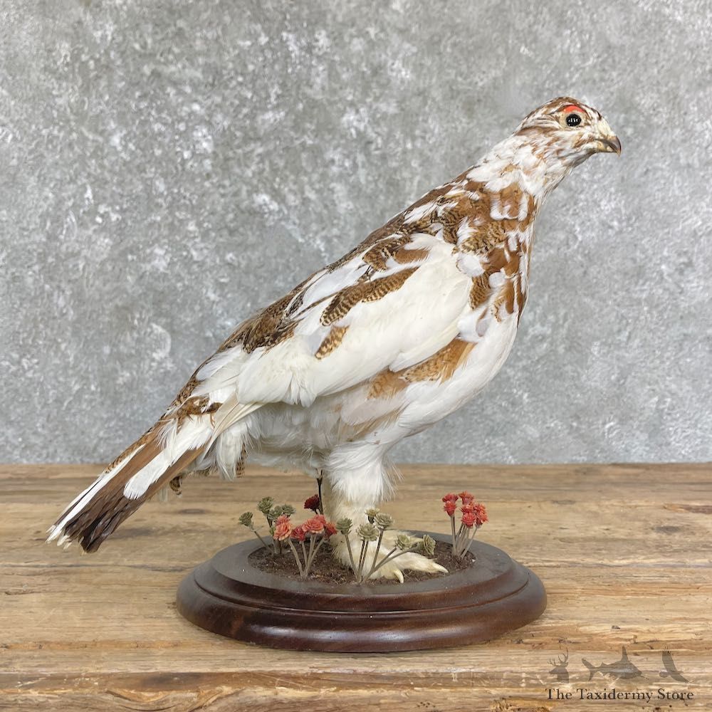 Ptarmigan Mount For Sale #26348 @ The Taxidermy Store