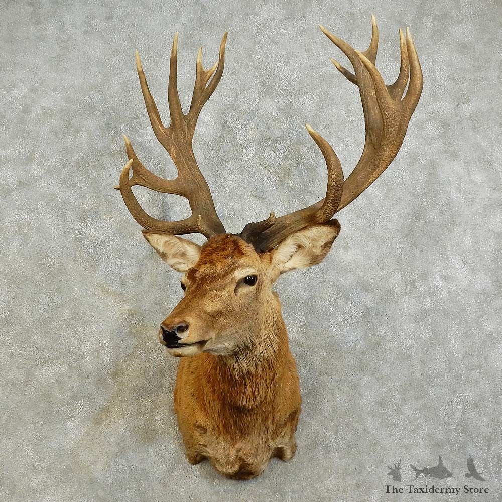 Red Stag Shoulder Mount For Sale #16027 @ The Taxidermy Store