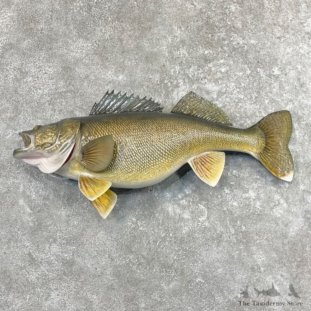 Walleye Fish Mount For Sale #27626 @ The Taxidermy Store