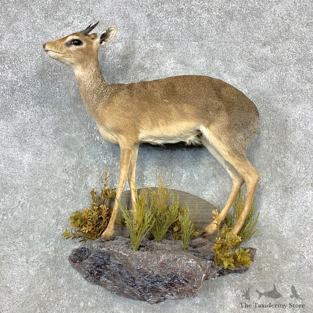 Kirk's Dik-Dik Life-Size Mount For Sale #28875 @ The Taxidermy Store