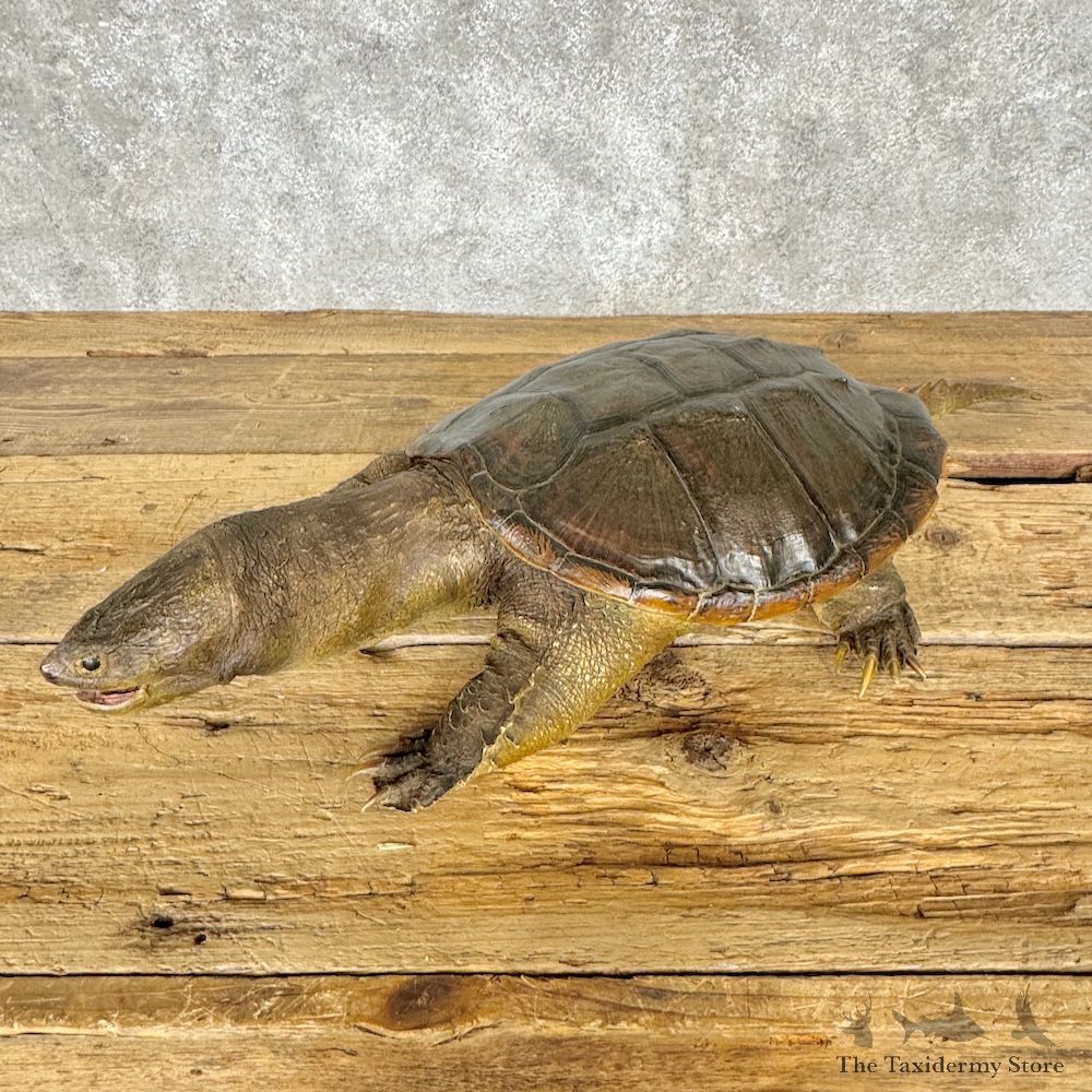 Common Snapping Turtle Mount For Sale - #29263 @ The Taxidermy Store